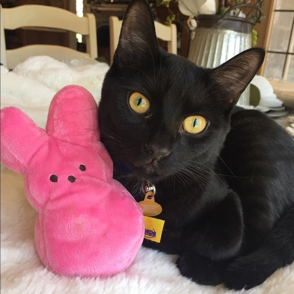 Every Girl needs a little black,Gray & Tiger/Leopard Cat Happy Valentine’s Day♥️ - Picture 3 of 16